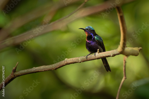 Copper-throated sunbird - Leptocoma calcostetha colorful species of bird in the Nectariniidae family, found in Brunei, Cambodia, Indonesia, Malaysia, Myanmar, the Philippines, Thailand and Vietnam