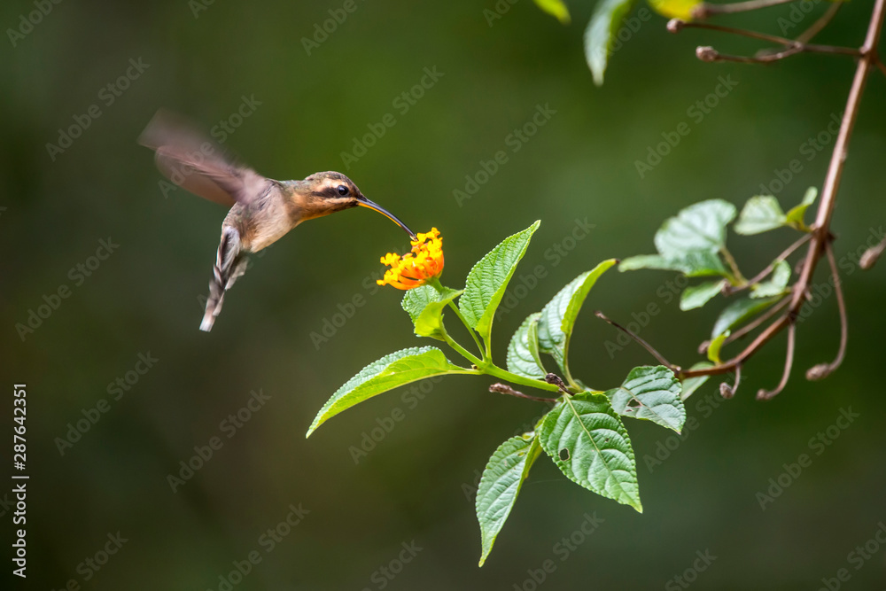 Fototapeta premium Minute Hermit photographed in Conceicao da Barra, Espirito Santo. Southeast of Brazil. Atlantic Forest Biome. Picture made in 2013.