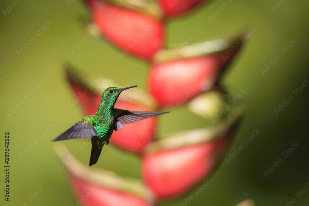 Obraz premium Amazilia tobaci, Copper-rumped hummingbird The Hummingbird is hovering and drinking the nectar from the beautiful flower in the rain forest. Nice colorful background...