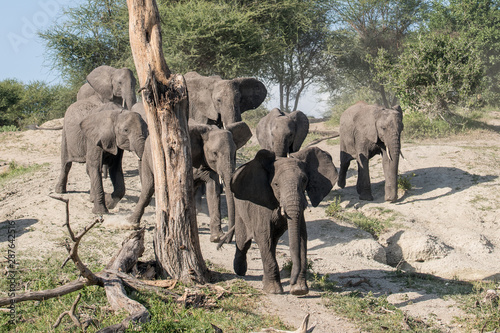 Photography Beautiful herd of wild african elephants in Tarangire National Park, Tanzania