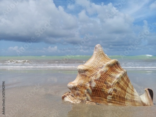 Big seashell on the sand by the sea
