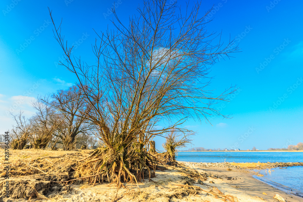 River banks and floodplain forests along the Maas River in the Dutch province of Gelderland with willow standing on bare root ball at river beach during winter against a clear blue sky River banks and floodplain forests along the Maas River in the Dutch province of Gelderland with willow standing on bare root ball at river beach during winter against a clear blue sky