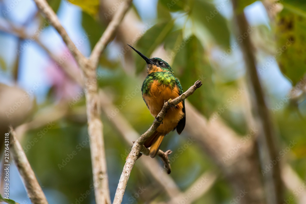 Rufous tailed Jacamar photographed in Conceicao da Barra, Espirito Santo. Southeast of Brazil. Atlantic Forest Biome. Picture made in 2013. Rufous tailed Jacamar photographed in Conceicao da Barra, Espirito Santo. Southeast of Brazil. Atlantic Forest Biome. Picture made in 2013.