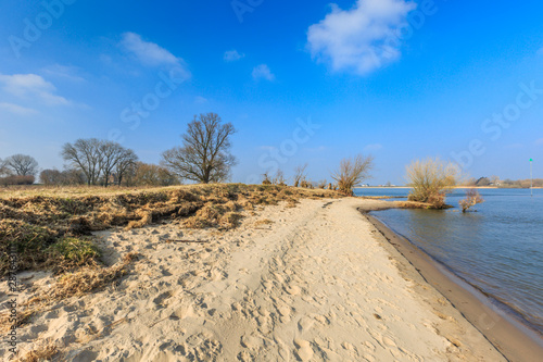 Fototapeta Naklejka Na Ścianę i Meble -  River banks and floodplain forests along the Maas River in the Dutch province of Gelderland with trees, shrubs, grasses with river beach and river dunes during winter against a clear blue sky