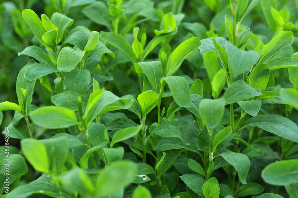 In the spring the grass is green doorweed (Polygonum aviculare) In the spring the grass is green doorweed (Polygonum aviculare)