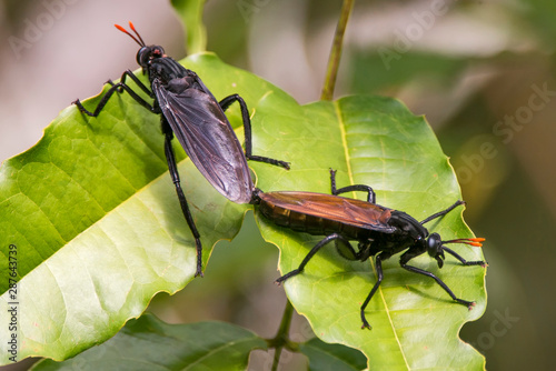 Mydas fly photographed in Conceicao da Barra, Espirito Santo. Southeast of Brazil. Atlantic Forest Biome. Picture made in 2013. © Leonardo