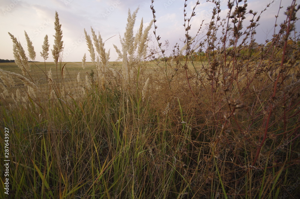 Fototapeta premium grass and sky