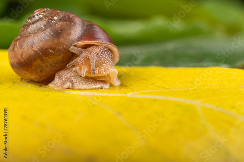 Little snail on a green leaf. A mollusk with a small house on the back.