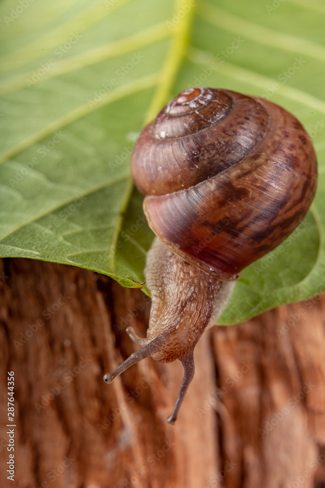 Little snail on a green leaf. A mollusk with a small house on the back.