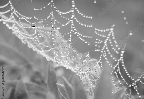 dew on spider web