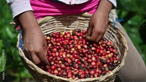 Red coffee beans in farmer hand macro close up view. Farmer sort coffee beans