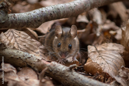 Wood Mouse - Apodemus sylvaticus - looking straight at you photo
