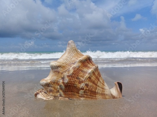 Big seashell on the sand by the sea