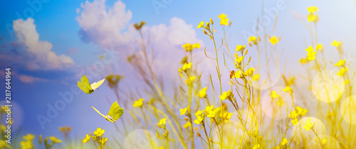art Yellow flowers On Field - Abstract autumn Landscape