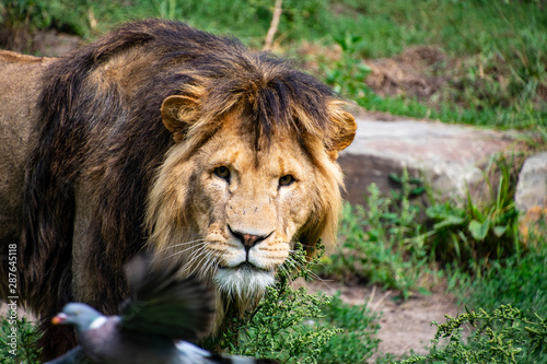 Asiatic lion (Panthera leo persica). A critically endangered species. © britaseifert