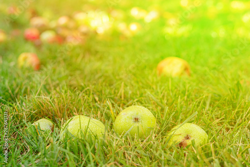 fallen ripe apples on the lawn grass under the tree