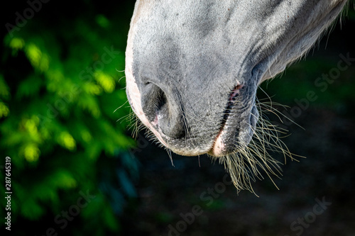 Horse nostrils and whiskers © Anders93