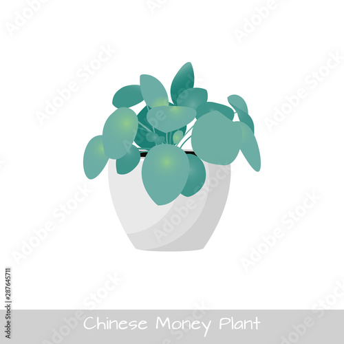 Chinese money plant isolated. Vector Illustration