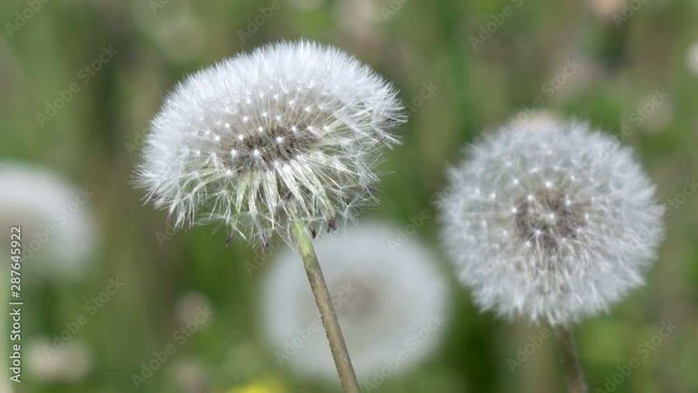 White dandelion field in summer sunny day against the background of the sky with white clouds White dandelion field in summer sunny day against the background of the sky with white clouds