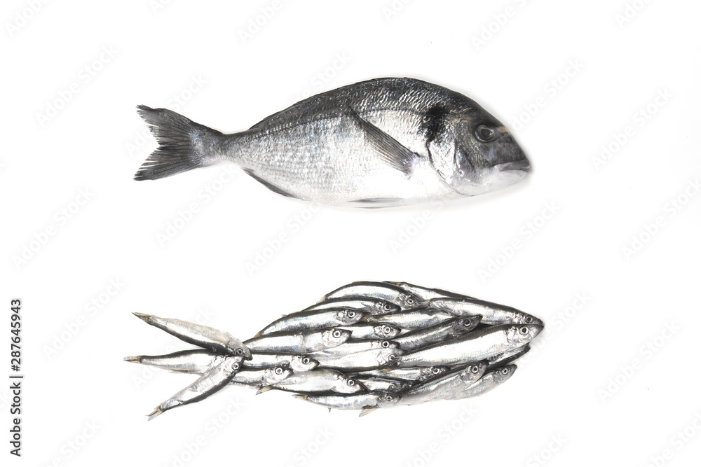 Dorado fish and fish silhouette assembled from small fish. Isolated on white, view from above. Dorado fish and fish silhouette assembled from small fish. Isolated on white, view from above.