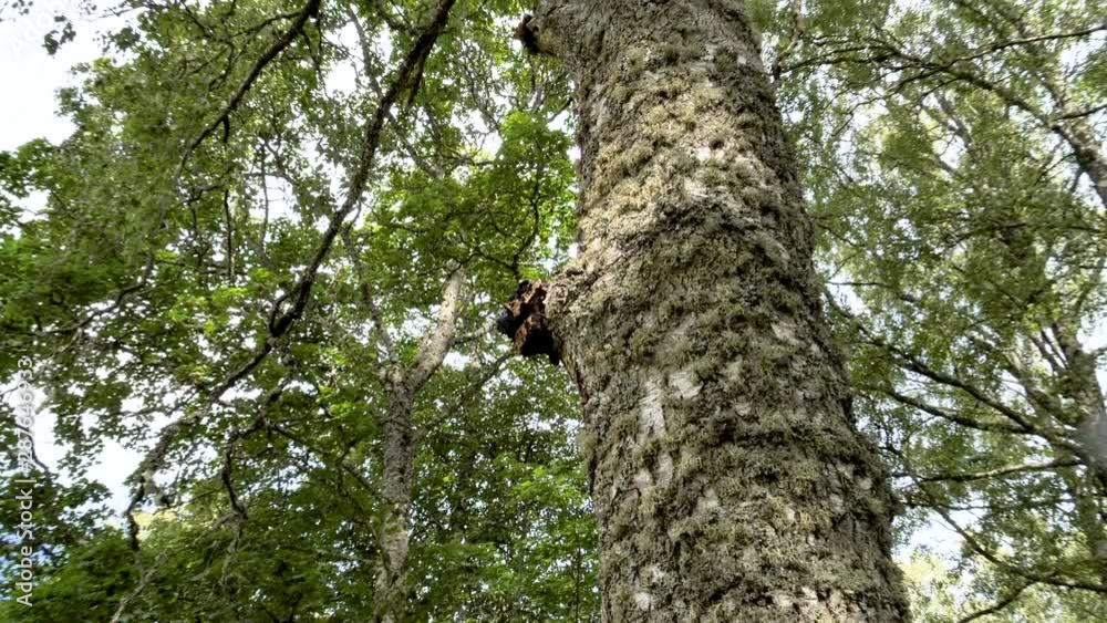 The black chaga mushroom on the tree trunk The black chaga mushroom on the tree trunk