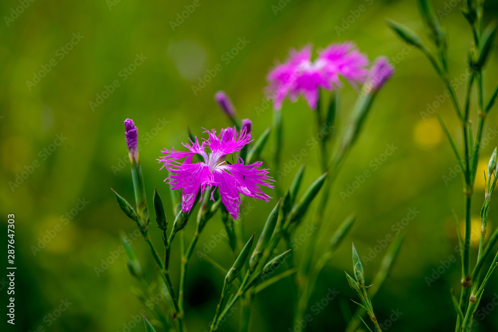 瀬の本高原のナデシコ