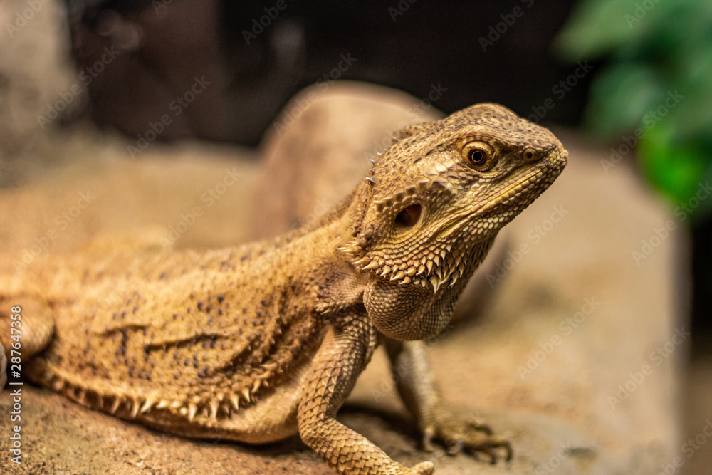 Fototapeta premium Bearded Dragon Up Close