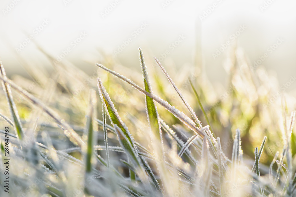 Frozen morning grass bright sunny natural background. Frozen morning grass bright sunny natural background.