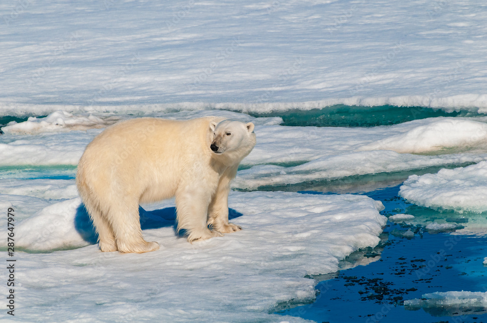 Polar bear walking on a large ice pack in the Arctic Circle, Barentsoya, Svalbard, Norway Polar bear walking on a large ice pack in the Arctic Circle, Barentsoya, Svalbard, Norway