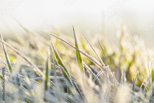 Frozen morning grass bright sunny natural background.