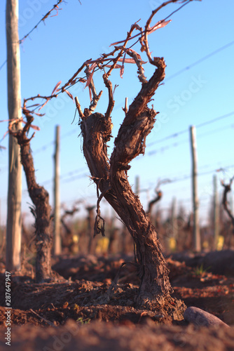 Low angle view of a grapevine after winter pruning in Mendoza, Argentina.