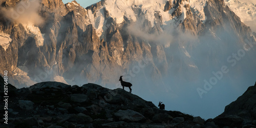 silhouette of ibex with mountain background photo
