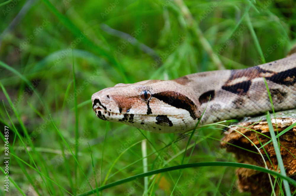 Fototapeta premium Boa constrictor imperator normal is creeping. The snake is coiling. Exotic animals in a habitat. The snake from tropical North, Central and South America.