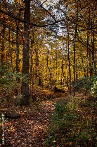 Autumn Trail © Lou