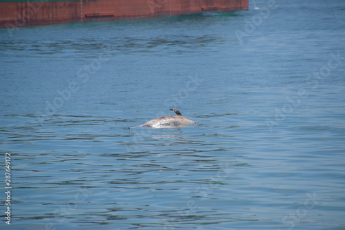 The body of a dead dolphin swims in the sea. dead dolphin in the Cimes bay.