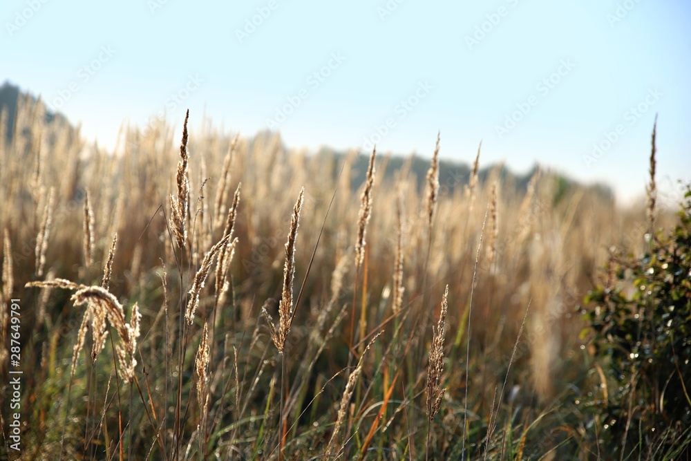 Fototapeta premium trawy