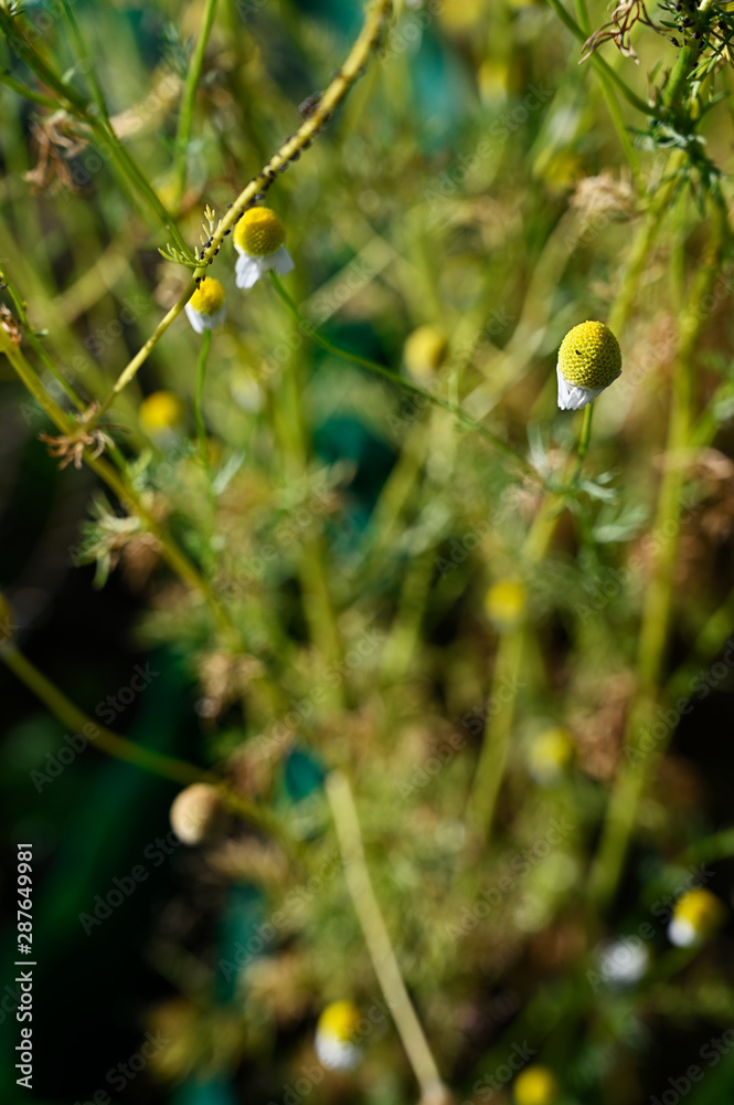 Flowering chamomile flowers outdoors in nature. Flowering chamomile flowers outdoors in nature.