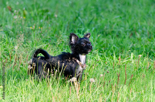 A long-hair apple head chihuahua. Toy dog. Young energetic dog is walking in the meadow. How to protect your dog from overheating. Harmonious relationship with the dog: education and training. 