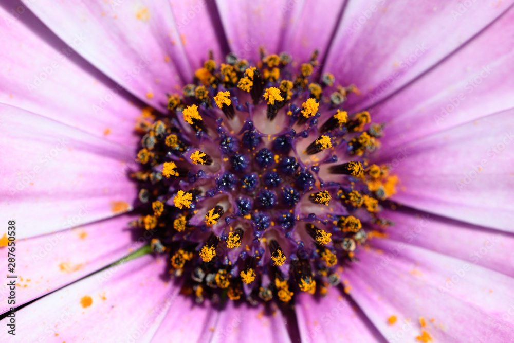 Detail of center of pink ornamental gerbera flower. Detail of center of pink ornamental gerbera flower.