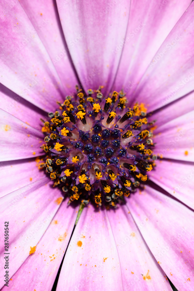 Detail of center of pink ornamental gerbera flower. Detail of center of pink ornamental gerbera flower.