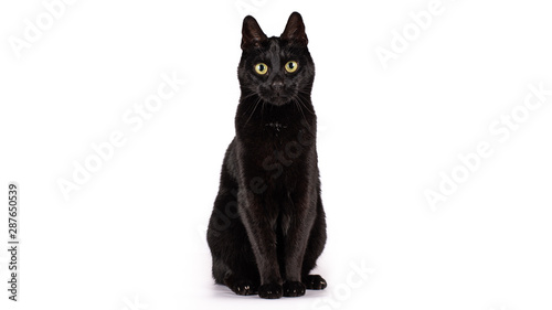 Black cat on a white background