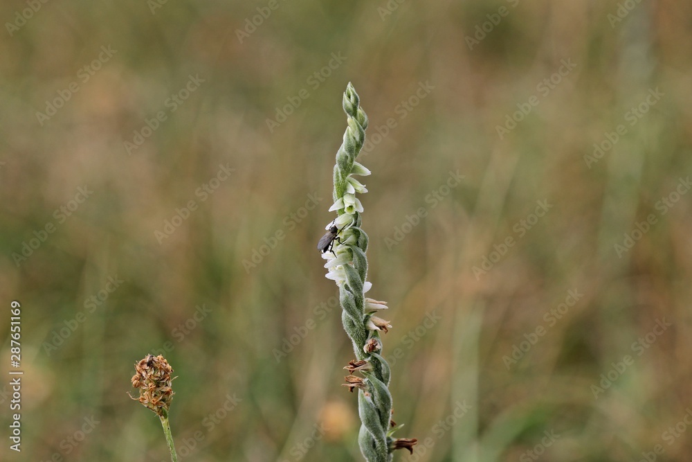 Herbst-Drehwurz (Spiranthes spiralis) mit bestäubender männlicher Tanzfliege (Empis serotina) Herbst-Drehwurz (Spiranthes spiralis) mit bestäubender männlicher Tanzfliege (Empis serotina)