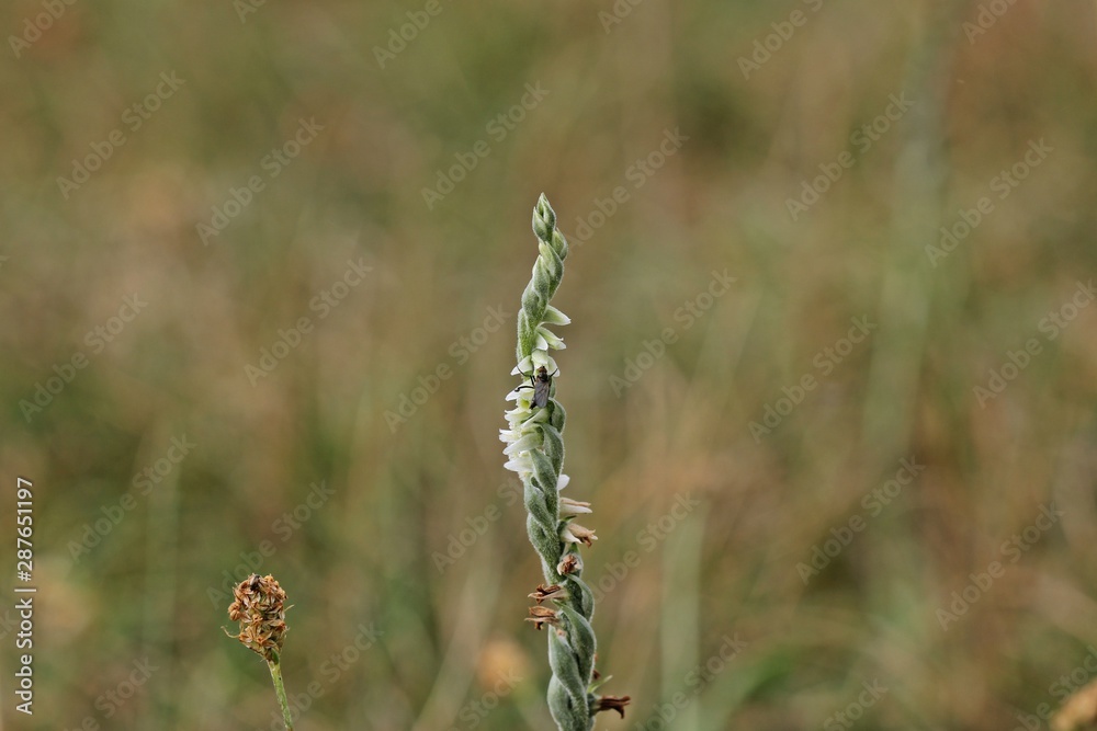 Herbst-Drehwurz (Spiranthes spiralis) mit bestäubender männlicher Tanzfliege (Empis serotina)