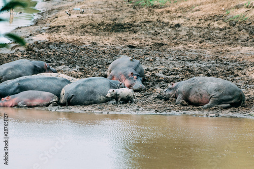Hippos in mud sleeping while the baby is exploring photo