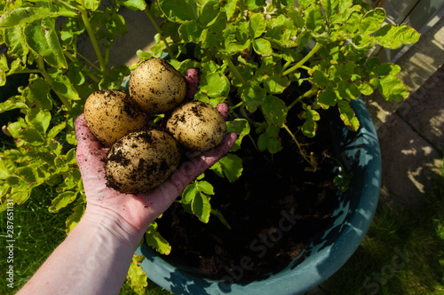 Picking Estima potatoes grown in a pot