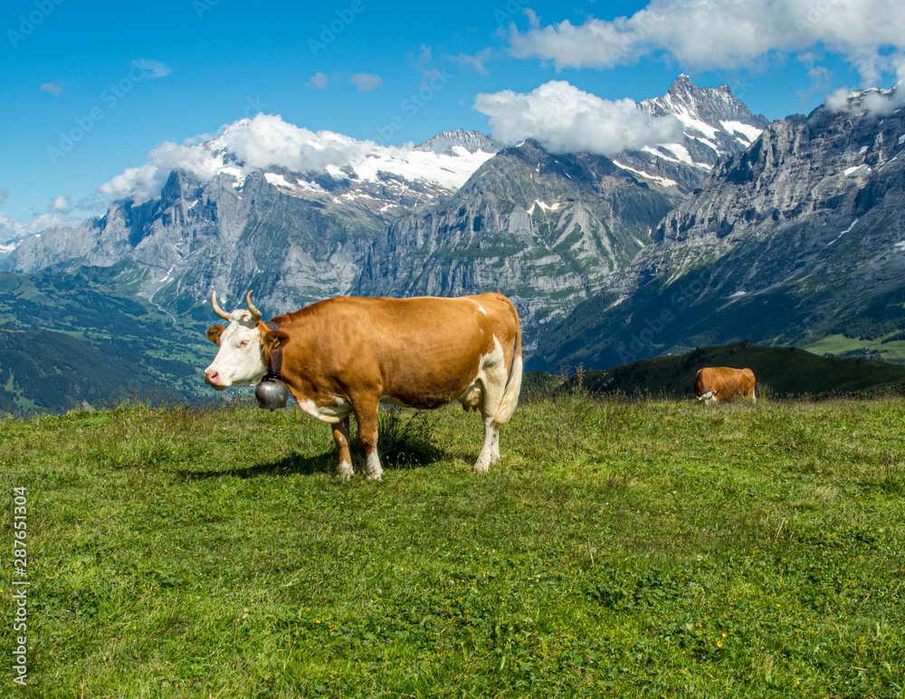 Cow in Jungfrau region of Swiss Alps