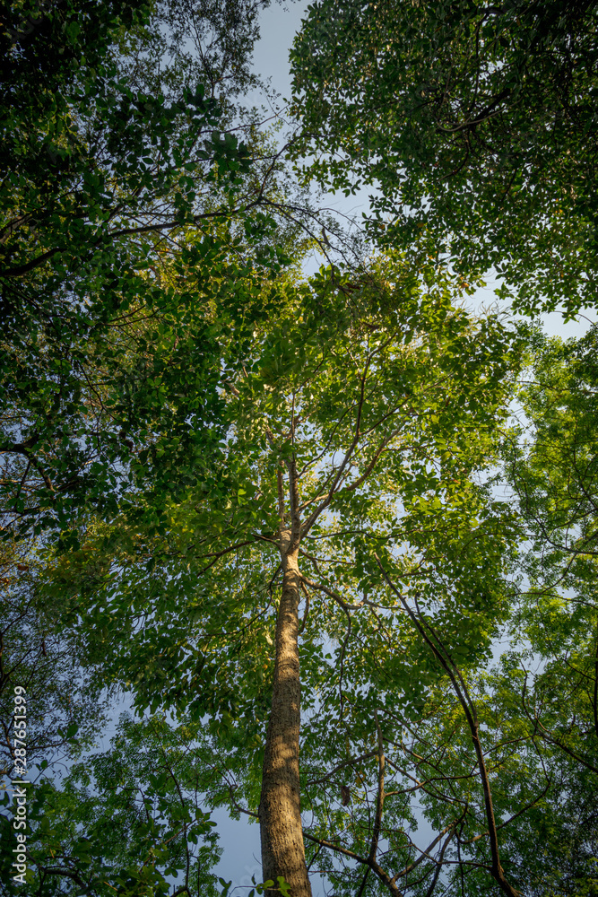 Obraz premium Mangrove forest 