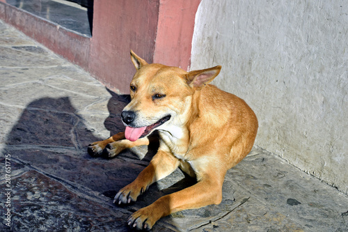 Stray Dog in Mexico