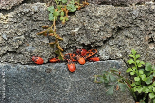 Gemeine Feuerwanzen (Pyrrhocoris apterus) mit Larven in Steinritze mit Mauerraute (Asplenium ruta-muraria) photo