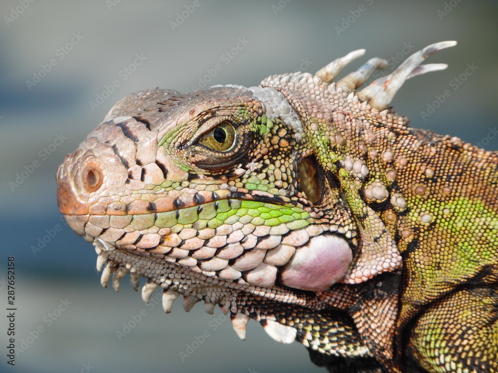 Fototapeta premium Reptil face close up